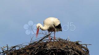 White Stork. Stock Footage