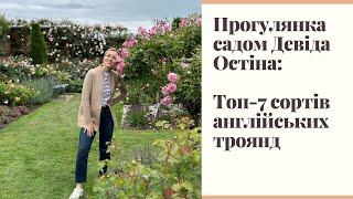 Розарій Девіда Остіна: Кращі сорти та схеми посадки англійських троянд з рослинами-компаньйонами