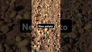 New potato #deesa #gujarat