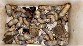 Catch cute black horned huge beetles !! Hunt bugs, giant worms wood, White Millipedes and Bullfrogs