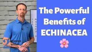 The Powerful Benefits of Echinacea | 2 Minutes to Better Health