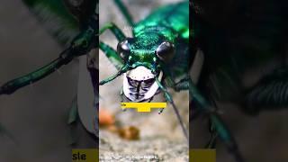 The Fastest Insect | Australian Tiger Beetle