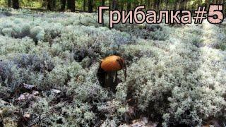 Грибалка#5Лесная. прогулка, звуки леса. Санкт-Петербург \Forest walk, sounds of the forest