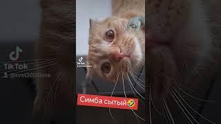 Самый смешной кот #юмор #здоровоепитание #светланаякушева #питание #прикол #смех