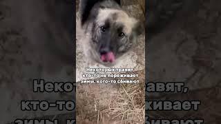 Вы с нами? #творидобро #приютдлясобак #dogshelter #helpanimals #помощьживотным #доброедело #собака