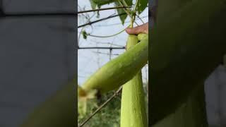 #RidgeGourd #greenery #garden #nature #plants #gardenig 7 August 2024