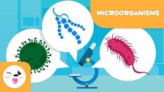 What are microorganisms? Bacteria, Viruses and Fungi