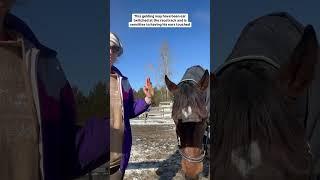 Teaching the Ear Target to a Horse