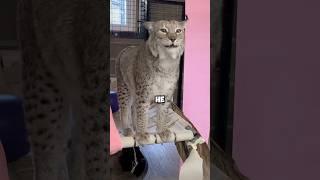 Resourceful lynx.#witty #lynx #clever #pets #shortvideo #shorts