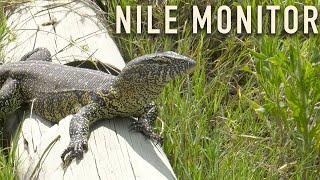 Nile Monitor Lizard | ROAM with Xtina Parks | Short Episodes