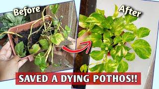 How I SAVE A EXTREMELY Struggling POTHOS// How to SAVE A DYING POTHOS// Pothos Plant Care