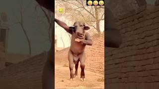 bhains ke sath kutkut ka dance  Kiya har ke hulchul hightake mein new #funny#dance comedy