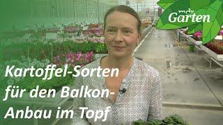 Bunte Blüten und gesundes Laub: Kartoffel-Sorten für den Balkon | MDR Garten