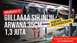 GIIILLLAAAAAA SIHHH INI !!! ARWANA 35cm CUMA 1,3 JUTA |||  UPDATE HARGA IKAN ARWANA DI JATINEGARA