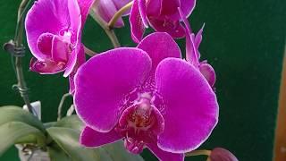 orchid Phal. Minho Princess