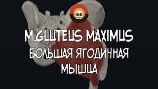 Большая ягодичная мышца (m. gluteus maximus) 3D Анатомия