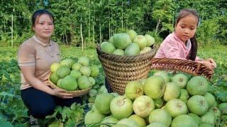 Harvesting the melon garden for sale, Cooking with my daughter