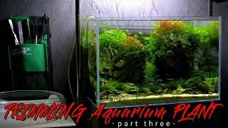 Как стричь растения в аквариуме / Trimming Aquarium plant