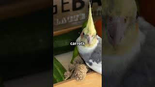 Cockatiel Diet Tips: What You NEED To Know #birds #shorts #trends