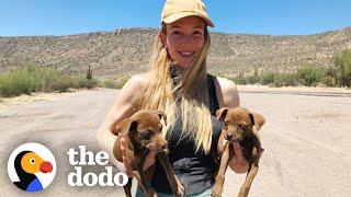 Filmmakers Decide To Rescue Lost Puppies While Abroad | The Dodo