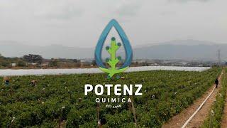 Potenz Quimica