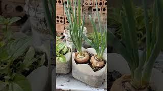 my plants #gardening #farming #garden #faming #myplants #naturelife #succulent #succulent #alovera