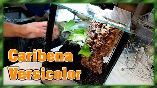 Caribena versicolor umsetzen | Terrarium einrichten