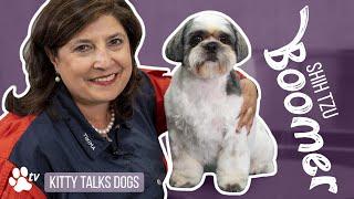 Grooming Boomer the Shih Tzu | Kitty Talks Dogs - TRANSGROOM