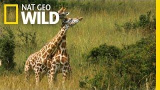 A Neck and Neck Battle | Giraffe: African Giant