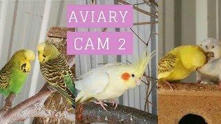 Aviary cam PART 2 (floor cam)