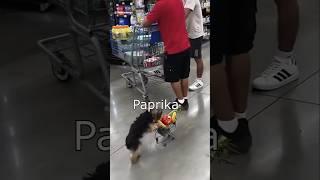 The Dawgs in the Supermarket #funny #animals #meme #laugh #happy #2homiedawgs