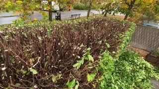 Laurel hedge reduction