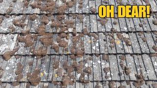 Customer Unsure Whether To Have Roof Cleaned... Until 2 Happy Neighbours Recommended Me!
