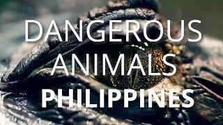 Top 10 Deadliest Animals In The Philippines 