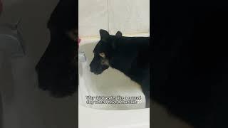 Night time habits #germanshepherd #gsds #canada #puppy #funny #pets #9gag #dogstory