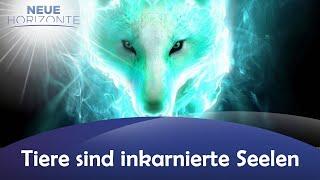 Tiere sind inkarnierte Seelen - Alexandra Heinrich