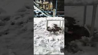 TODAY NEWS SNOWFALL IN MANALI AND SOLANG VALLEY #youtubeshorts #music #instagram #tiktok