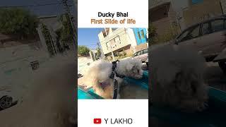 Ducky Bhai first slide of life.