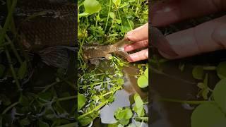 Helping Fisher‍| New Viral Gadgets, Smart Appliances, Kitchen Utensils/ Home Inventions#handfish