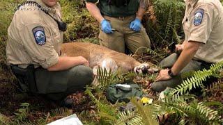 Cougar attack is Washington state's first in nearly a century