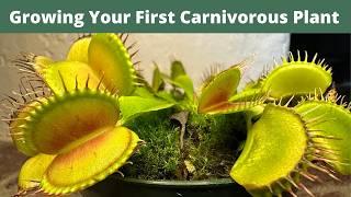 Caring and Keeping Your First Venus Flytrap Alive - Beginners Venus Flytrap Growing Guide