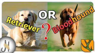 Bloodhound OR Labrador Retriever Before you Buy First DOG the Hunter Call of the Wild