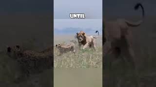 Dramatic Survival: Cheetah Leads Lion Away to Protect Cubs  #love #animals