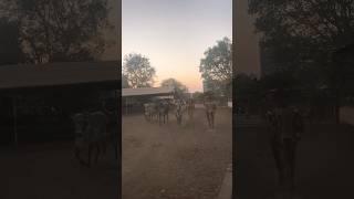 गिर गाये गोसाला #cow #cow #cowsong #cowvideos #sohrts #cowboys #cowboy #love #song #video ##youtube
