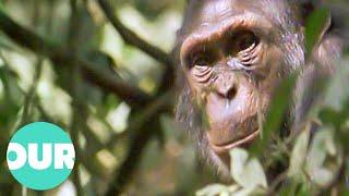 Tiwai Island: The Last Safe Place On Earth For The Chimpanzee | Our World