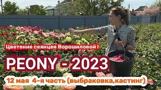 Сеянцы пионов Ворошиловой. Цветение 2023 года! Часть 5 / Сад Ворошиловой