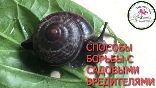 Безопасные способы борьбы с садовыми вредителями