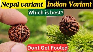 Nepali Rudraksha vs Indian Rudraksha - Which is best?