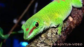 © 4К. Зеленый геккон, фельзума мадагаскарская (Phelsuma madagascariensis) //