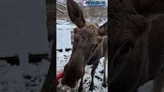 Бенечка растёт, хорошеет, но продолжает пить молоко, чтобы сосательный рефлекс сохранился.